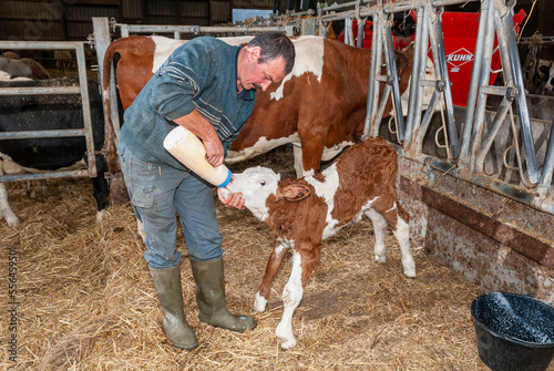 Colostrum, biberon. Veau venant de naitre buvant le lait de la vache avec l'aide de l'agriculteur. Race montbéliarde photo