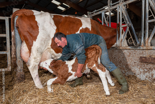 Agriculteur obligeant un veau venant de naitre à téter la vache afin de boire le colostrum. Race montbéliarde photo