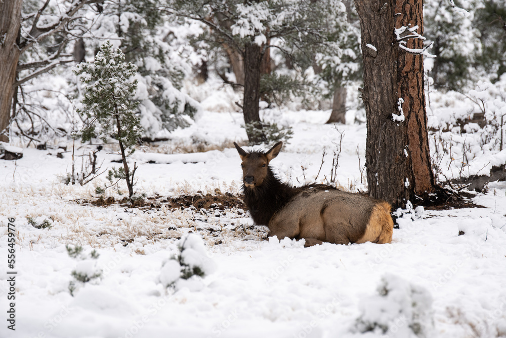 Fototapeta premium deer in winter forest