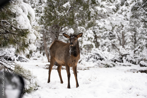 deer in winter forest