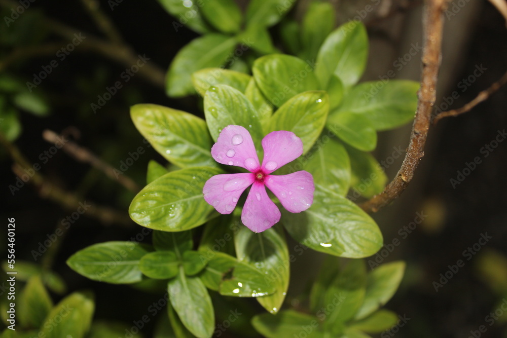 the madagascar periwinkle (catharanthus roseus) the madagascar periwinkle (catharanthus roseus)