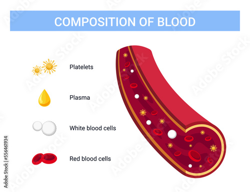 Blood composition vector illustration