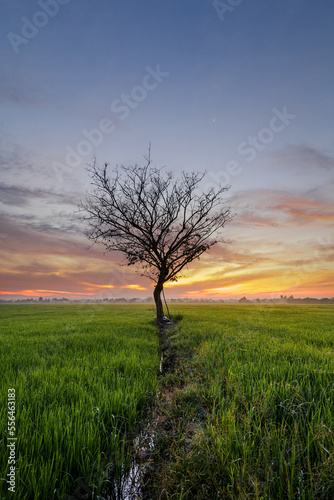 Alone tree at the paddy field