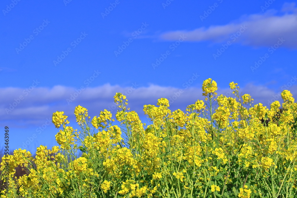 春の訪れを告げる花