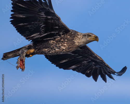 Bald Eagle © David McGowen