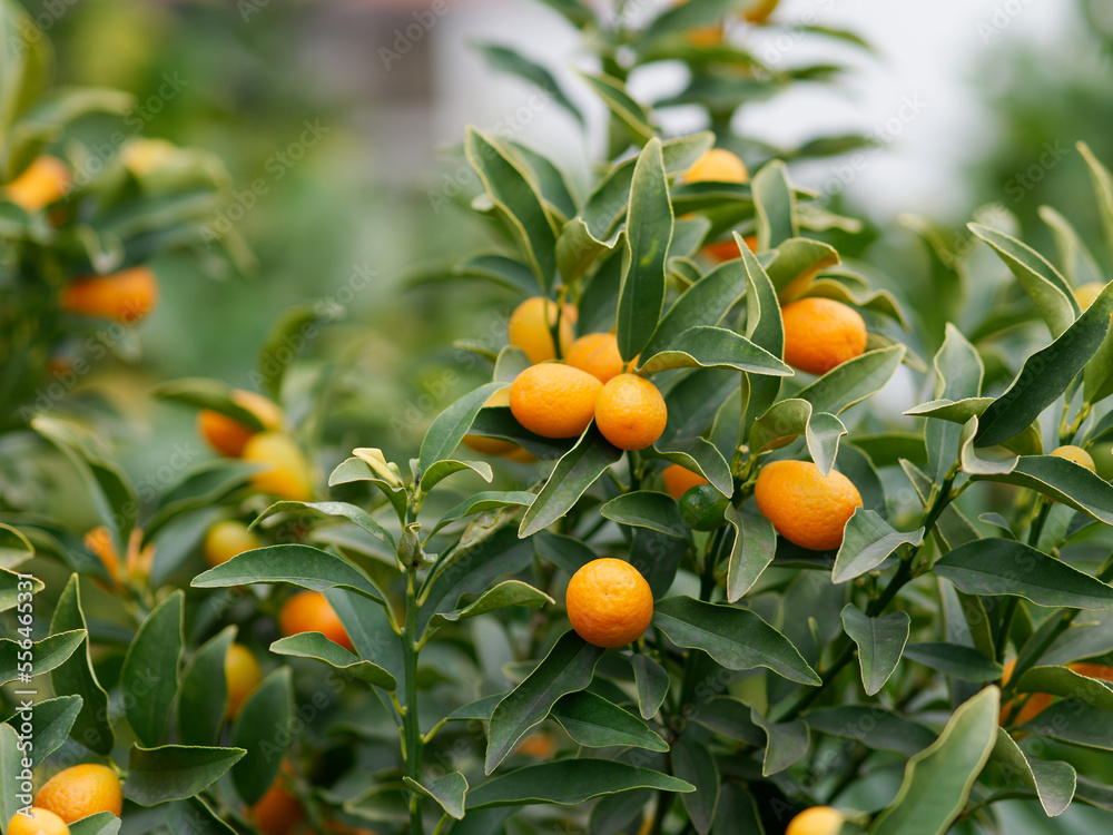 Fortunella margarita Kumquats ( cumquats ) foliage and fruits on kumquat tree. Many ripe kumquat fruits