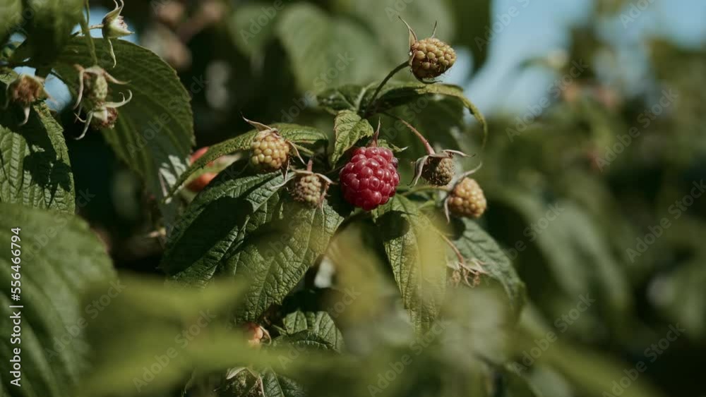 Raspberry plantation on a farm. Red raspberries are ready for harvest. The concept of agriculture, farming, food, fruits and berries. Raspberry plantation on a farm. Red raspberries are ready for harvest. The concept of agriculture, farming, food, fruits and berries.