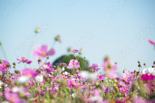 field of flowers cosmos © 心 甲斐