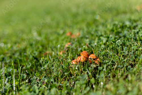 mushrooms in grass 