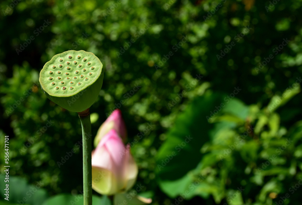 The Holy Lotus has fruit that is a conical shaped pod with the seeds arranged in holes The Holy Lotus has fruit that is a conical shaped pod with the seeds arranged in holes