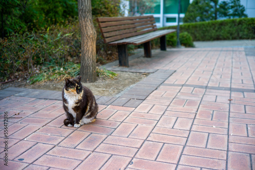 cat in the park © cheoljoong