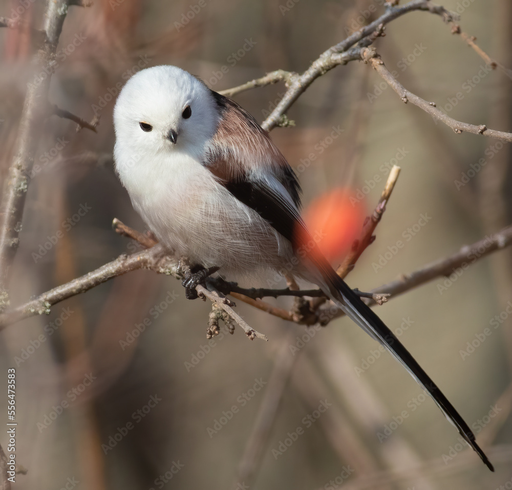 Long-tailed tit, Aegithalos caudatus. A bird in search of food Long-tailed tit, Aegithalos caudatus. A bird in search of food