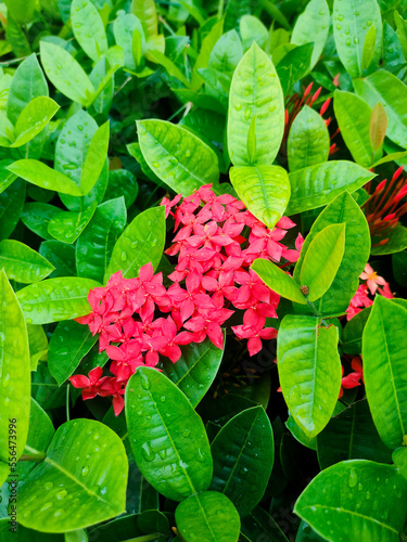 Soka flower, Ixora javanica at the gelora bung Karno stadium park, Jakarta, Indonesia. Ixora javanica after being exposed to rain. Selective focus of ixora flower photo