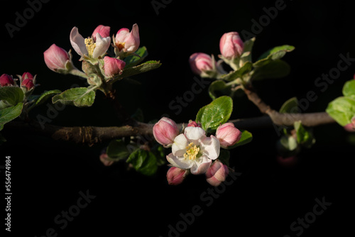 A small branch with white and pink apple blossoms in spring, against a dark background.