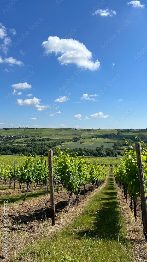 vineyard in the Rhine valley region