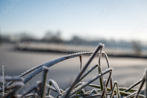 frozen brnach