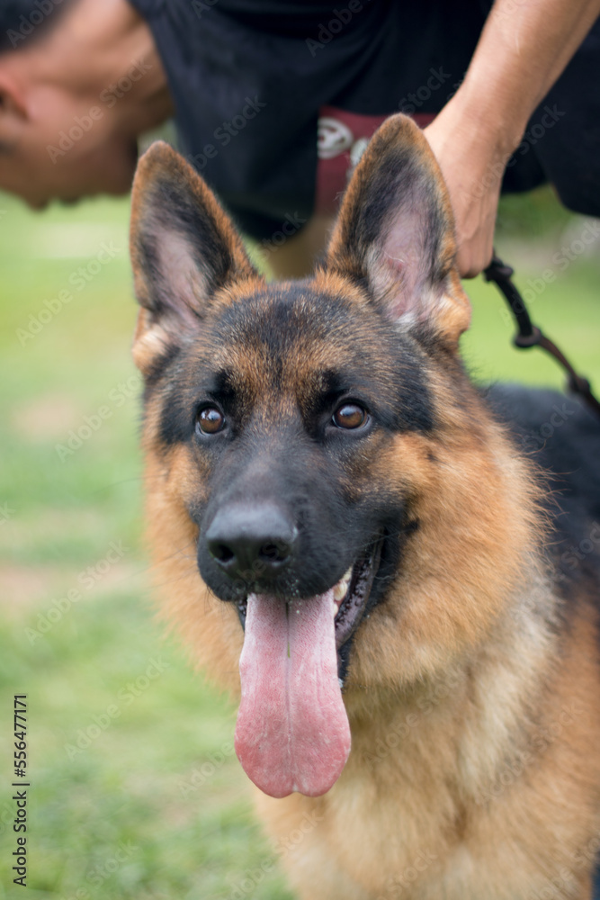 German Shepherd dog outside sitting in grass on a sunny day German Shepherd dog outside sitting in grass on a sunny day