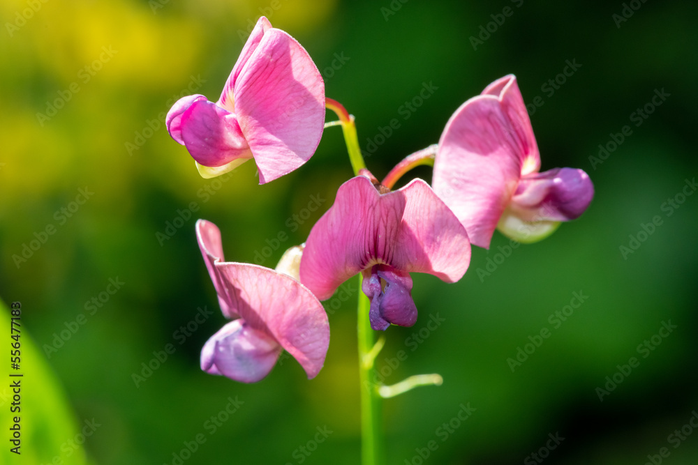 Close up of everlasting sweet pea (lathyrus latifolius) flowers in bloom Close up of everlasting sweet pea (lathyrus latifolius) flowers in bloom