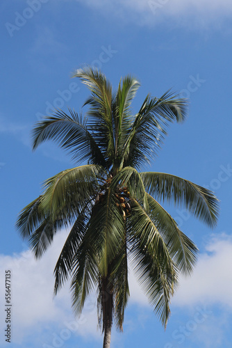 Tall Coconut Tree with Clear Tropical Blue Sky and White Clouds