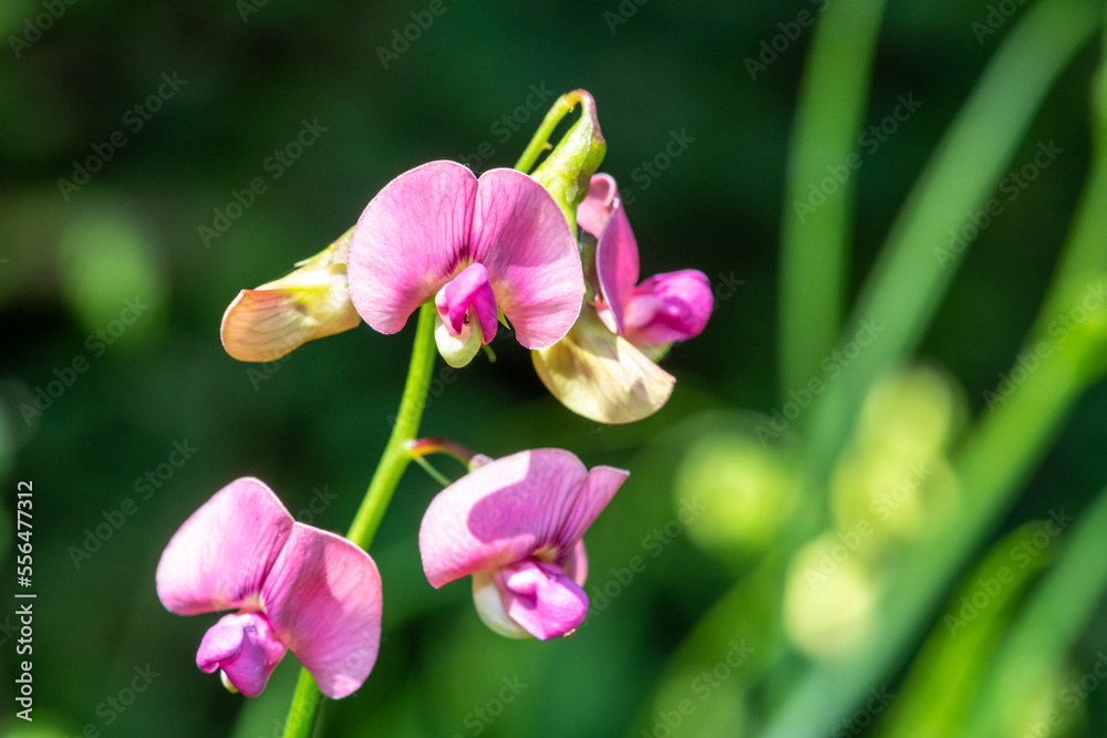 Close up of everlasting sweet pea (lathyrus latifolius) flowers in bloom Close up of everlasting sweet pea (lathyrus latifolius) flowers in bloom