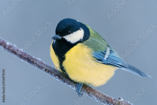 Great tit (Parus major) sitting on a branch in winter. 