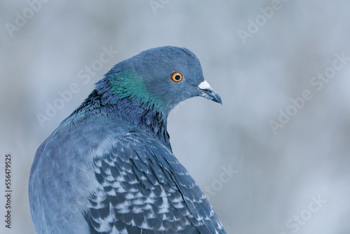 Domestic pigeon (Columba livia domestica) closeup in winter.