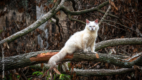 Photography Himalayan cat, cat in a tree