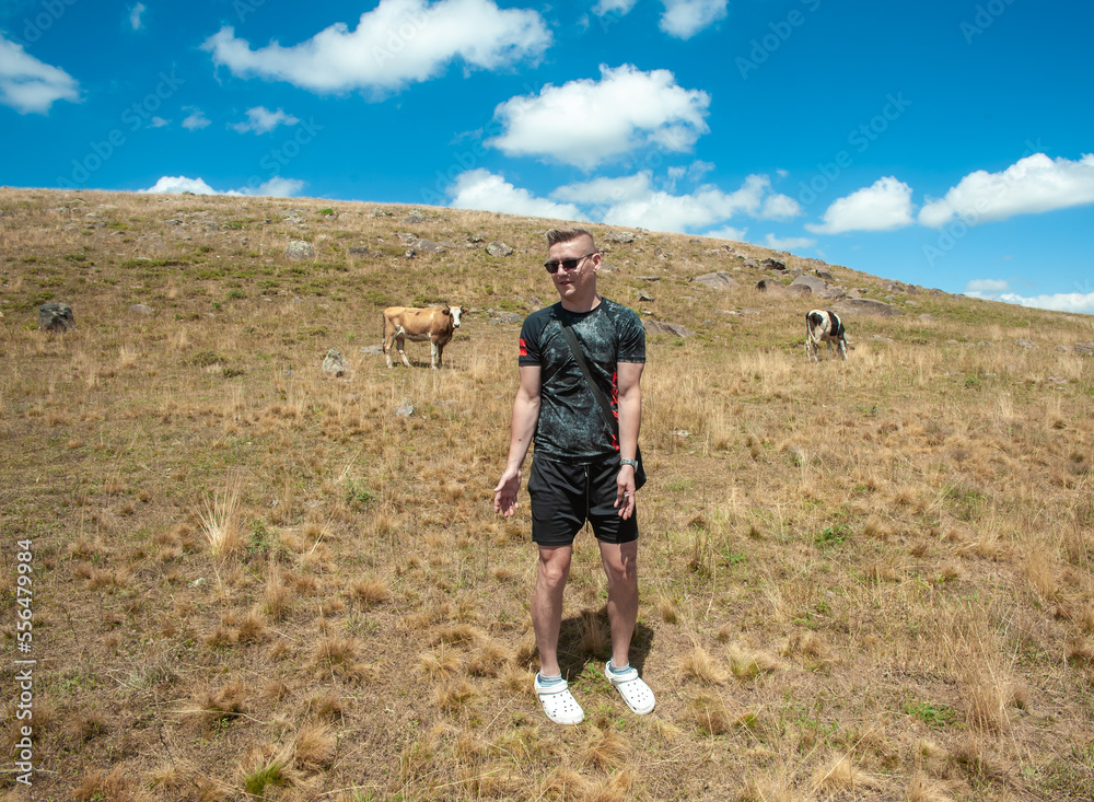 A young man in a T-shirt and shorts in the summer in a field close to grazing cows raised his hands questioningly and smiling looking at the camera.