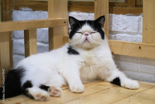 Obraz na plátně close up one sleepy white and black Exotic Shorthair cat doze off on wooden chai