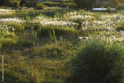 The peaceful scene of the pampas grass field along with the Toyohira river in Sapporo Japan