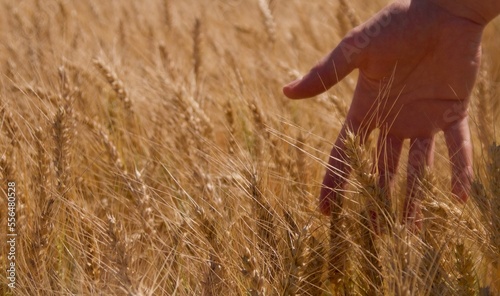 wheat field dreams