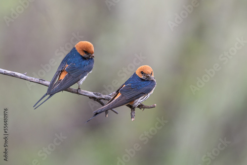 Cecropis abyssinica - Lesser striped swallow - Hirondelle striée photo