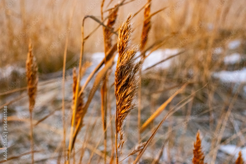 Fototapeta premium Winter field in the sunset