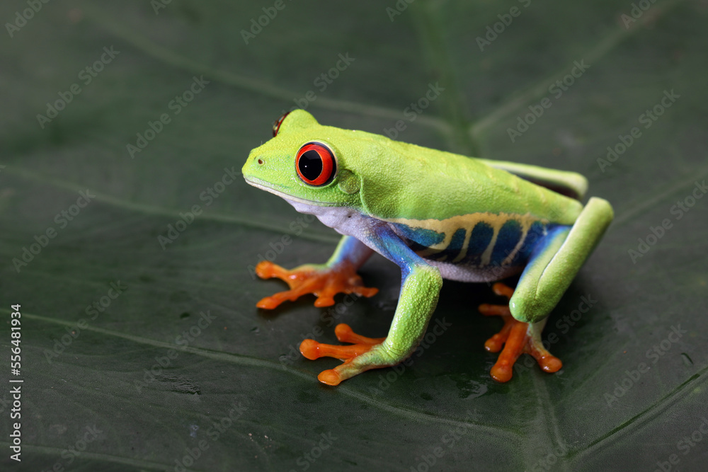 Fototapeta premium Red-eyed Tree Frog (Agalychnis callidryas) on leaf.