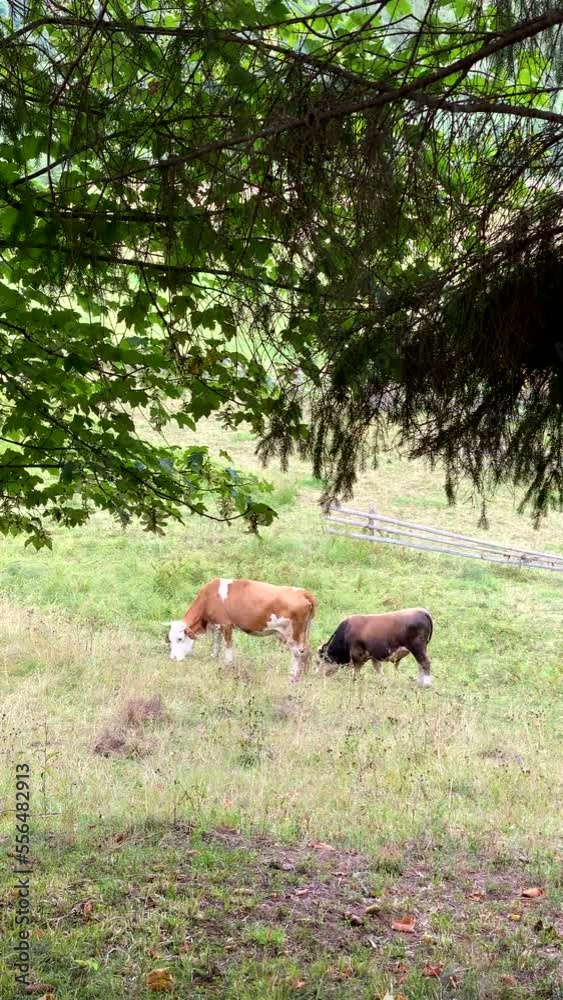 A pair of cute brown caws on a farmland A pair of cute brown caws on a farmland