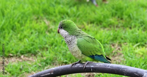 Green Monk Parakeet (Myiopsitta Monachus) Sitting On A Steel Fence In A Park In Barcelona, Catalonia, Spain. Close Up View - DCi 4K Resolution
