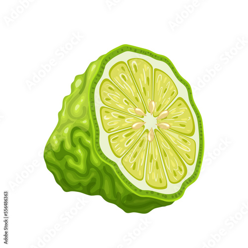 bergamot slice cartoon. fruit kaffir, fresh green, natural organic, citrus half, food leaf, tropical healthy, rough bergamot slice vector illustration