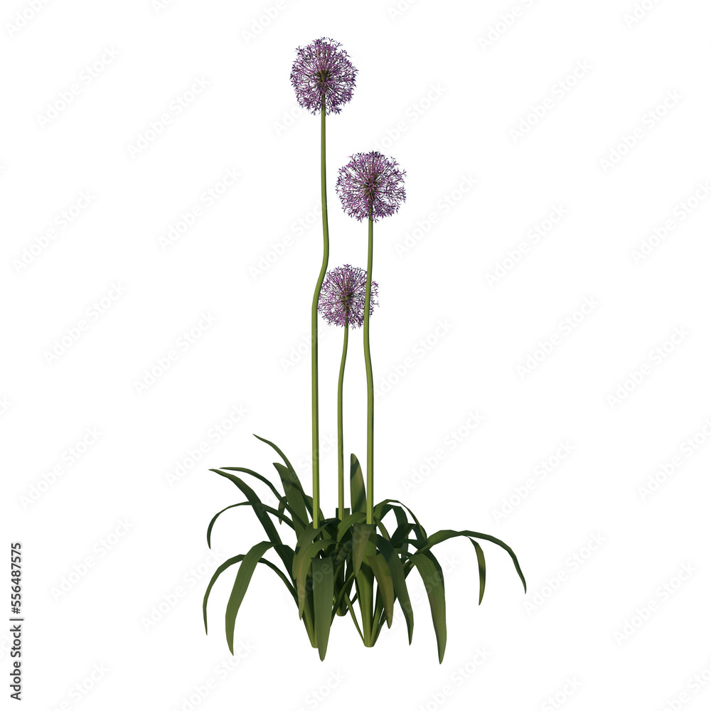 Naklejka premium Front view of Plant Flower ( Allium giganteum 3) Tree png