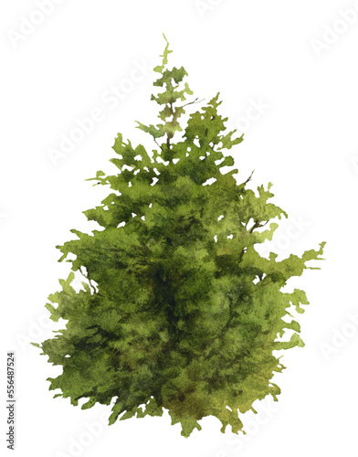 A green juniper bush hand drawn in watercolor. Watercolor illustration.  photo