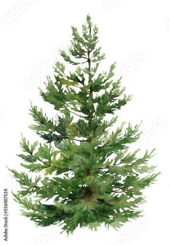 A single little green pine hand drawn in watercolor. Watercolor illustration. 