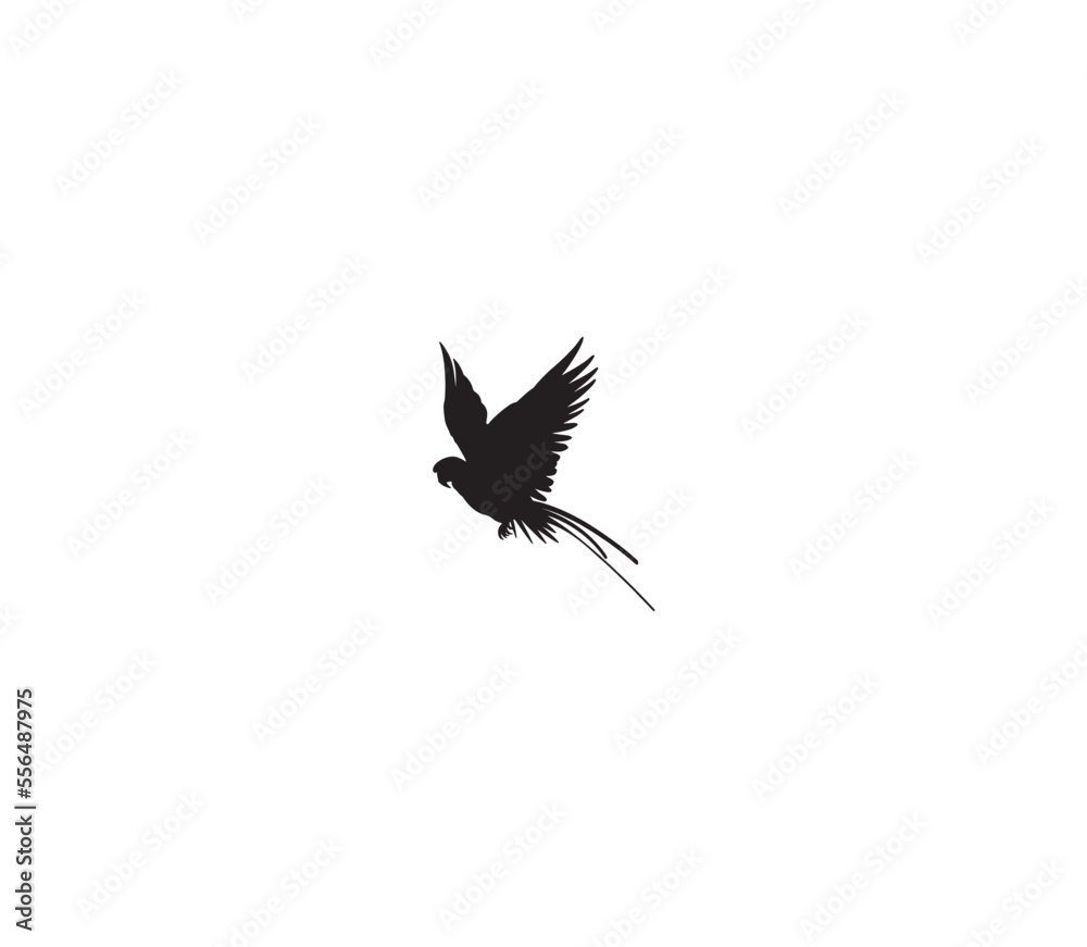 Fototapeta premium black bird flying