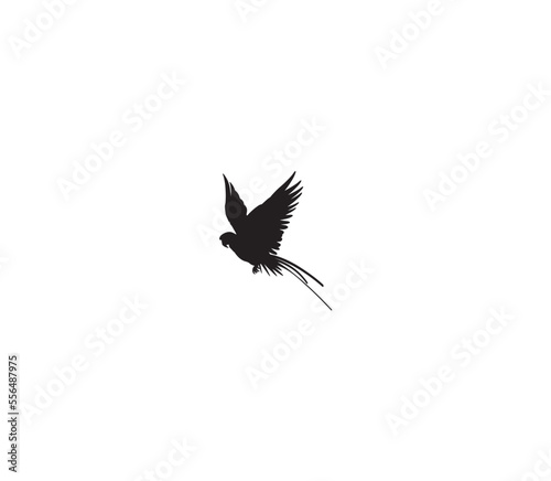 black bird flying