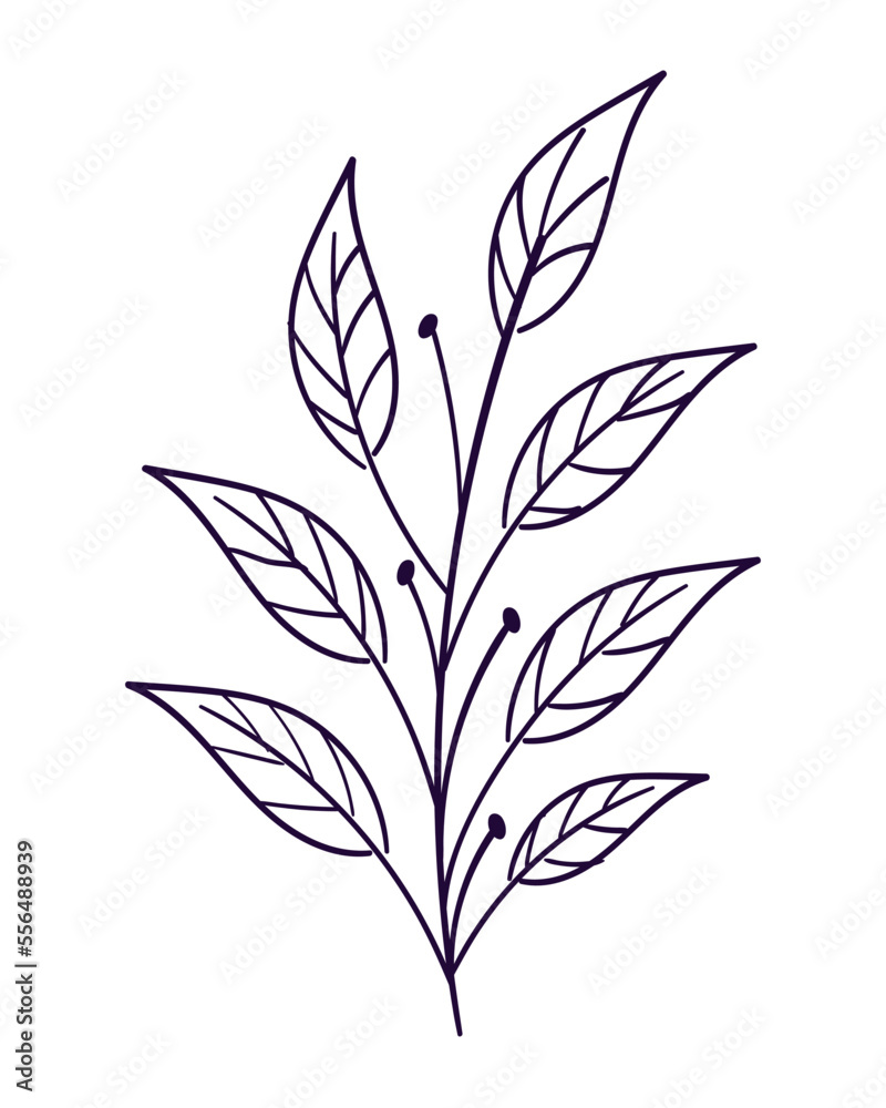 doodle foliage leaves