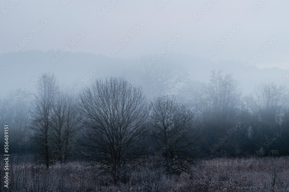 Dreamy frosty morning in rural California. Dreamy frosty morning in rural California.