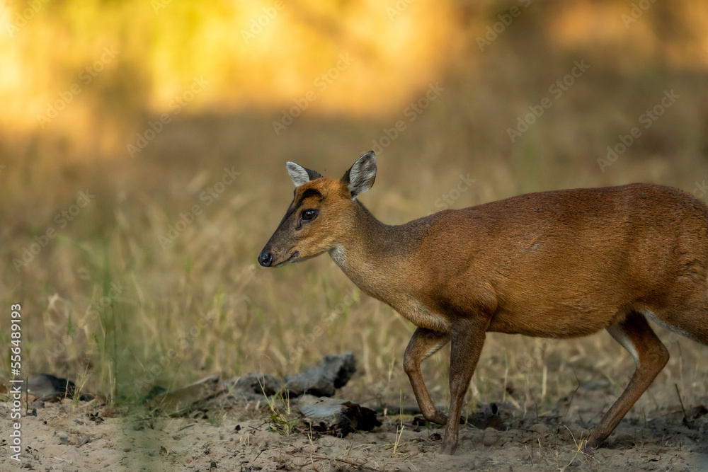 side profile of barking deer or muntjac or Indian muntjac or red muntjac or Muntiacus muntjak portrait an antler during outdoor jungle wildlife safari at forest of central india asia side profile of barking deer or muntjac or Indian muntjac or red muntjac or Muntiacus muntjak portrait an antler during outdoor jungle wildlife safari at forest of central india asia