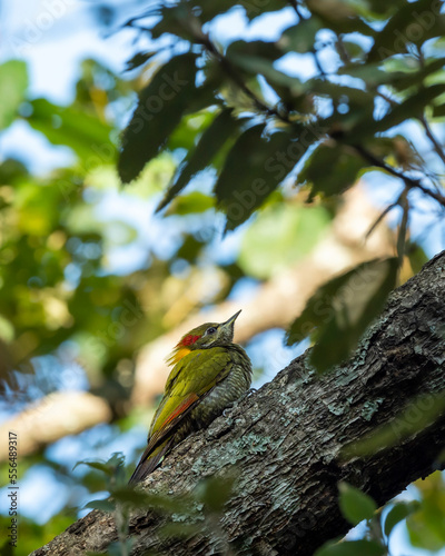 Lesser yellownape or Picus chlorolophus woodpecker bird perched on branch at foothills of himalaya forest uttarakhand india asia photo