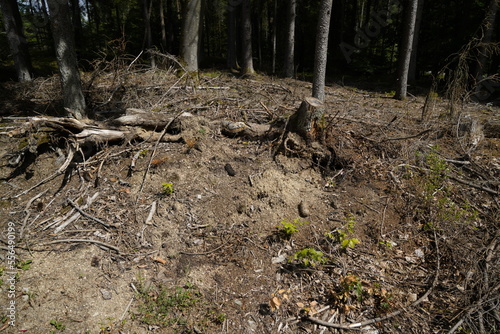 dying forests due to senseless clearing in the forest