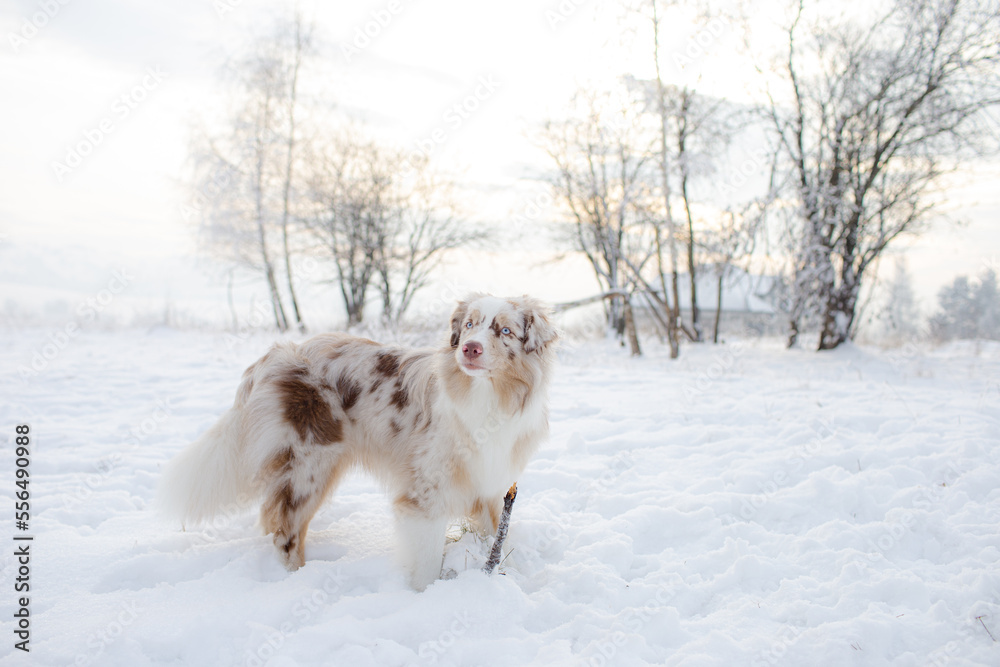 Young beautiful Australian Shepherd outdoors in winter. Close-up portrait. Blue eyes Young beautiful Australian Shepherd outdoors in winter. Close-up portrait. Blue eyes