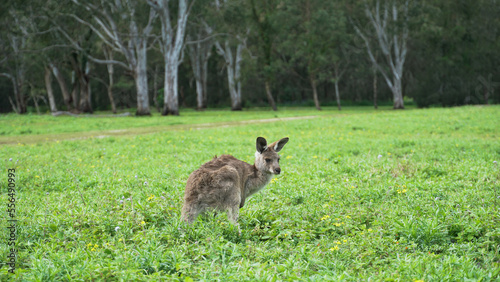 Kangaroo wallaby spotted at Coombabah Australia at fotest photo
