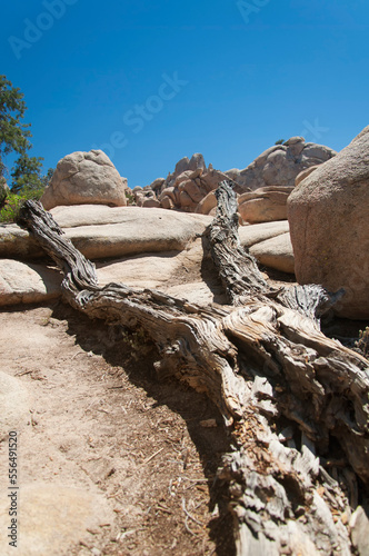fallen dead tree desert landscape